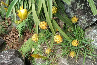 Goldene Drachenfrucht (Pitaya) von Alfonso