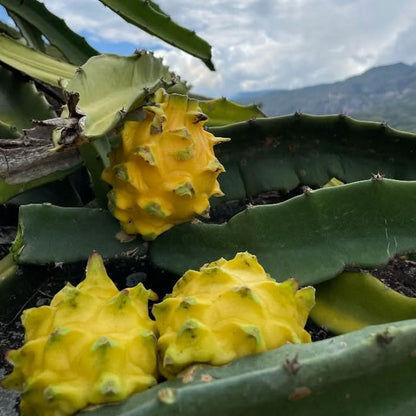 Goldene Drachenfrucht (Pitaya) von Alfonso
