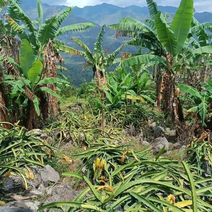 Bio Tropische Osterbox small