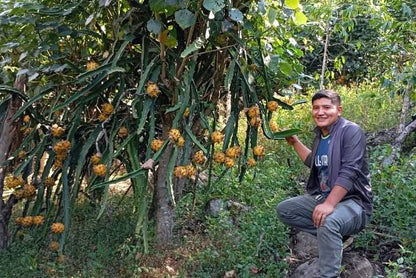 Goldene Drachenfrucht (Pitaya) von Alfonso