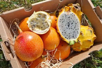 Drachenfrucht gelb & Granadilla Duo Box