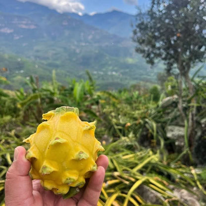 Goldene Drachenfrucht (Pitaya) von Alfonso