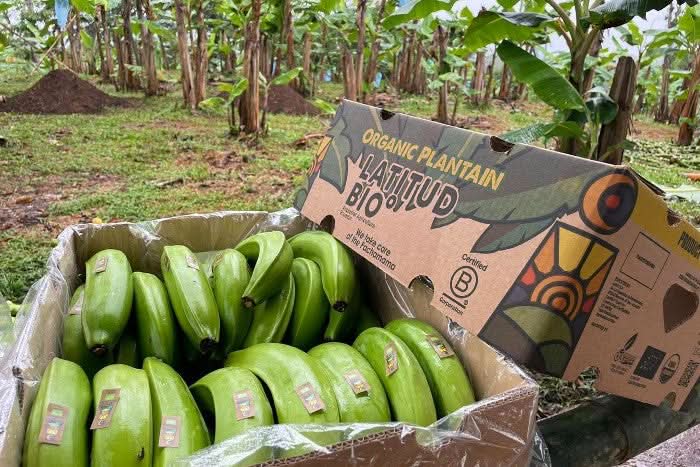 Kochbananen „Platanos“ Bio