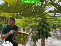 Baby-Papaya Bio von Julian Aktionsbox