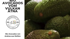 Avocado Fuerte Bio von Andrea Sizilien