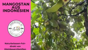 Mangostan naturbelassen