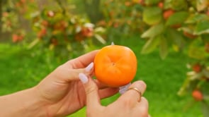 Kaki "Hana Fuyu" Bio & Demeter von Julia