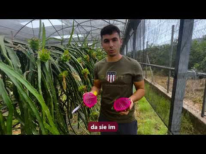 Drachenfrucht rot Bio Aktionswoche %