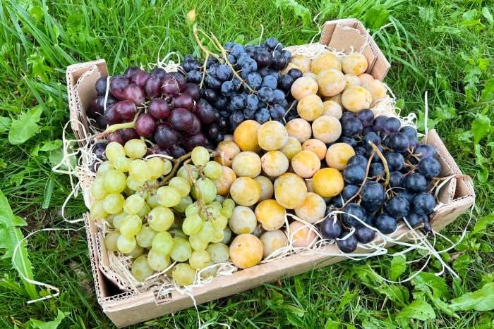 Früchtebox "Spätsommer in der Provence" Bio Box