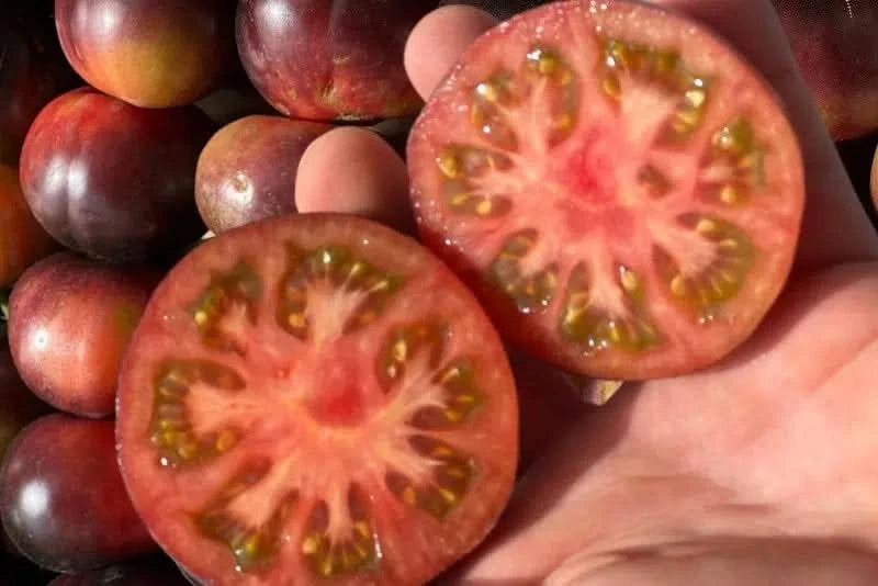 Delikatess-Tomate Purple Rose von Julian