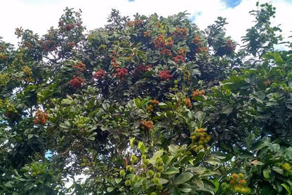 Rambutan naturbelassen