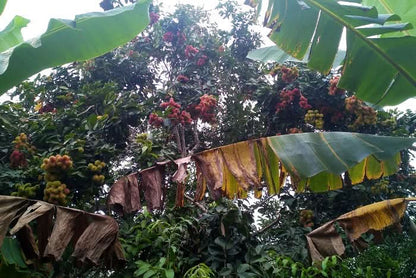 Rambutan naturbelassen