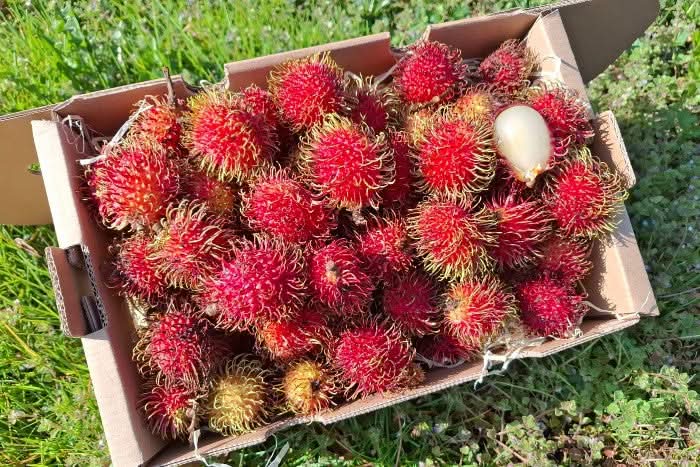 Rambutan naturbelassen