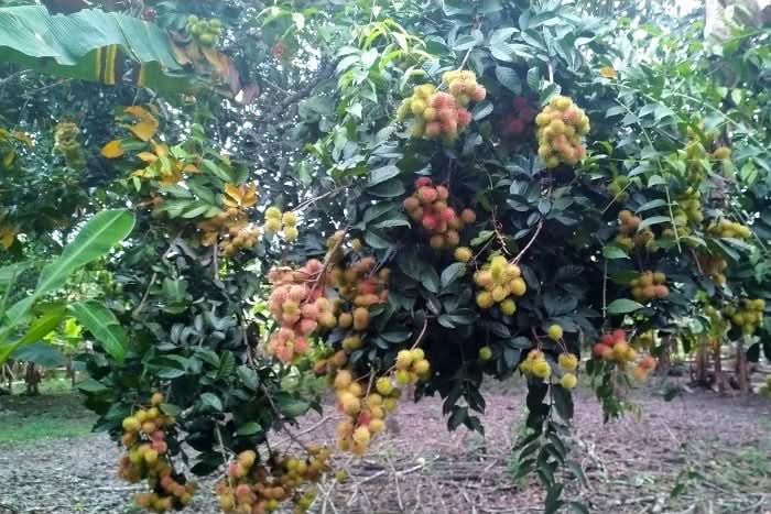 Rambutan naturbelassen