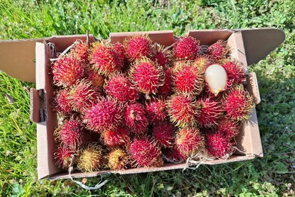 Rambutan naturbelassen