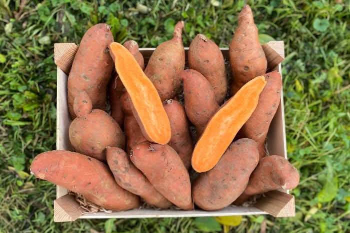 Süsskartoffel orangefleischig demeter Bio