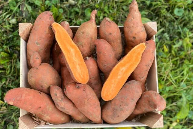 Süsskartoffel Orange Bio Demeter aus Italien