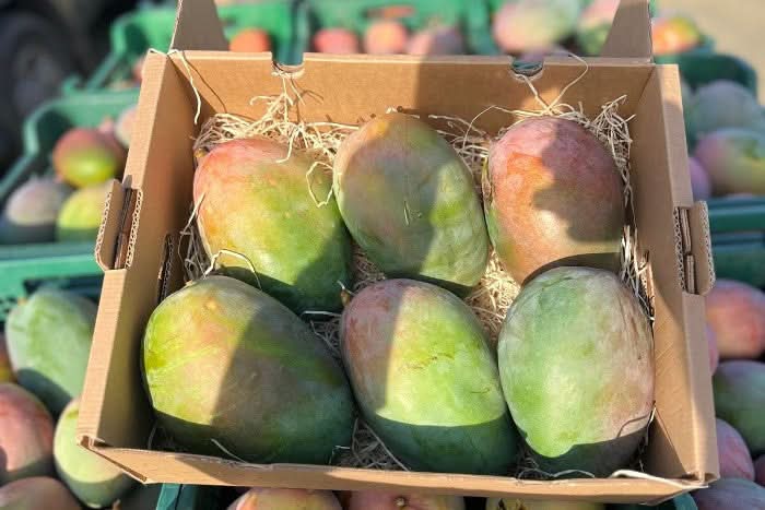 Riesenmangos Bio von Julian Retterbox