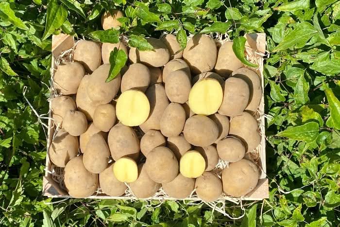 Edel-Kartoffeln Rikea Bio aus der Bretagne neue Ernte
