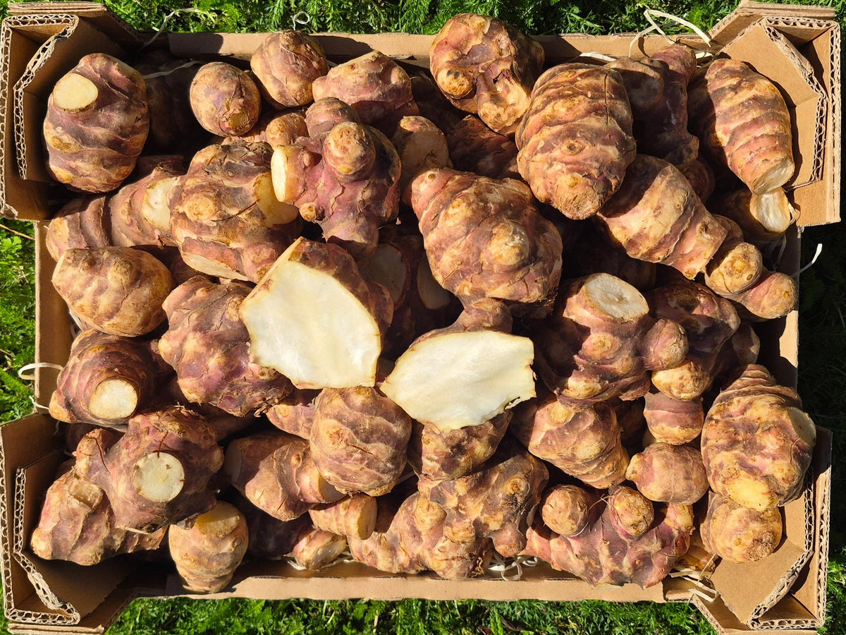 Topinambur Bio regional Demeter aus Bayern