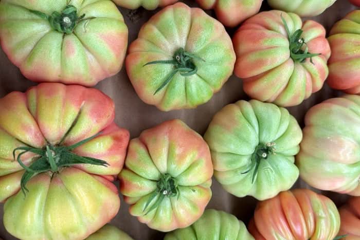 Delikatess-Tomaten "Roselinda" von Julian