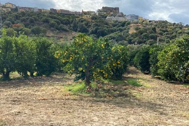 Clementinen "Comune" mit Blatt Kalabrien Sparpreis-Box Bio