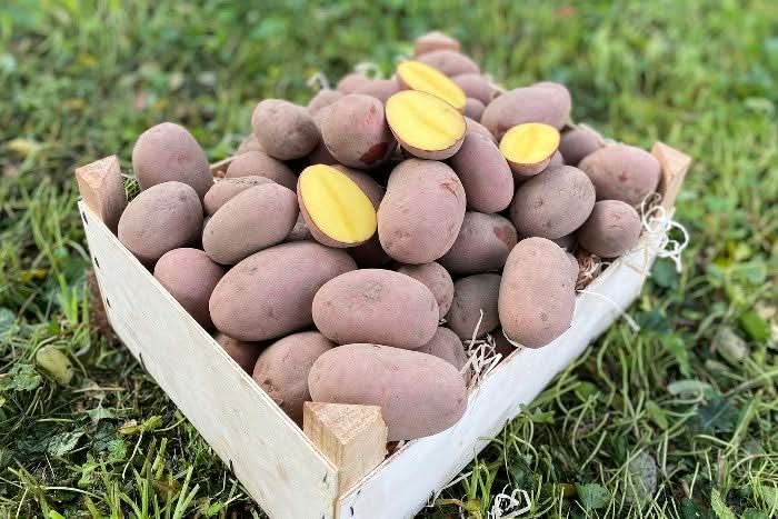 Kartoffeln Laura rotschalig festkochend demeter regional Bio