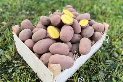 Kartoffeln Laura rotschalig festkochend demeter regional Bio
