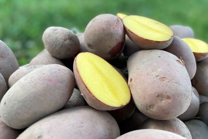 Kartoffeln Laura rotschalig festkochend demeter regional Bio