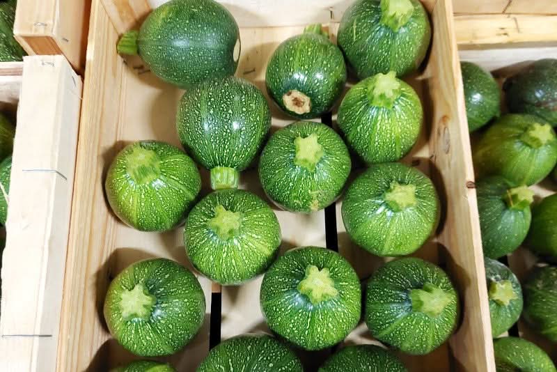 Zucchini rund Bio aus der Provence