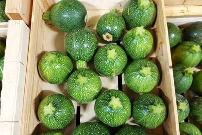 Zucchini rund Bio aus der Provence