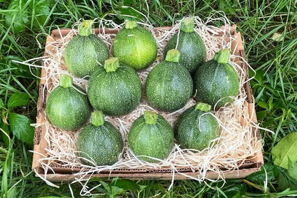 Zucchini rund Bio aus der Provence