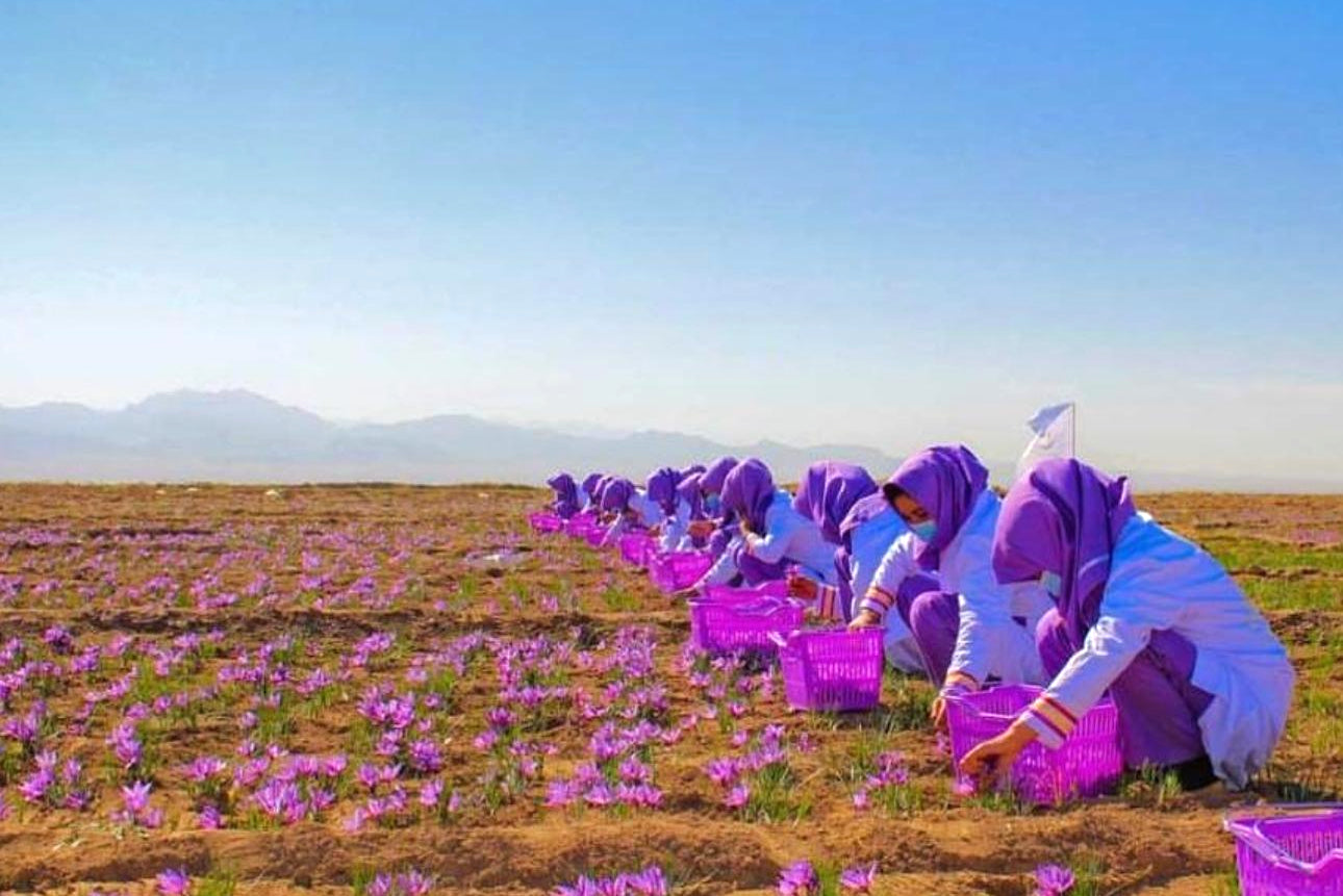 Safran - unbehandelt (Super Negin)