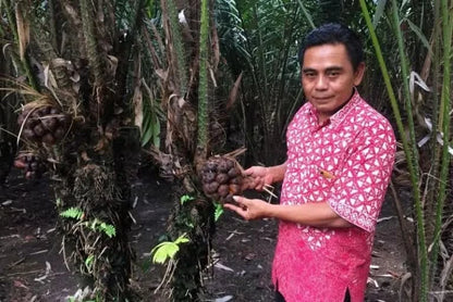 Salak (Schlangenfrucht) naturbelassen