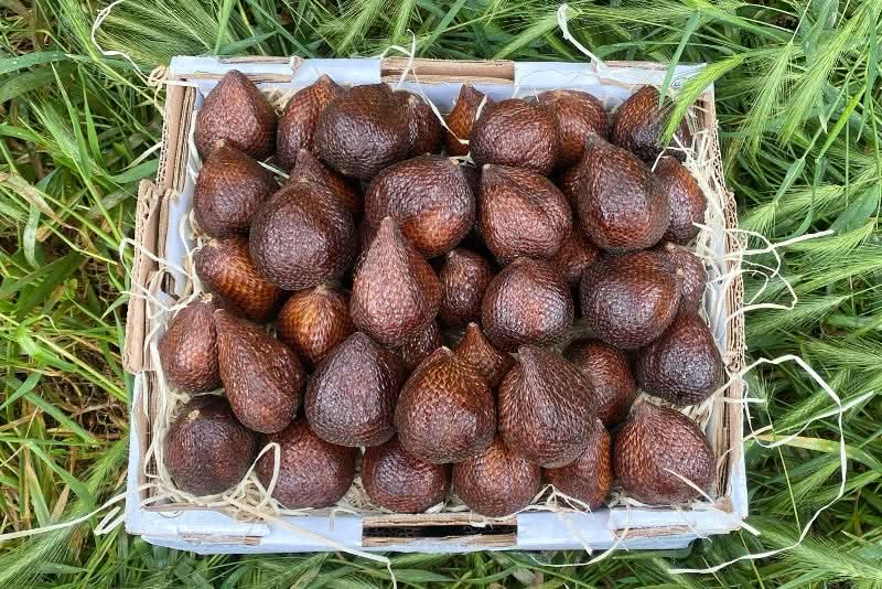 Salak (Schlangenfrucht) naturbelassen