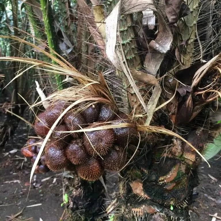Salak (Schlangenfrucht) naturbelassen