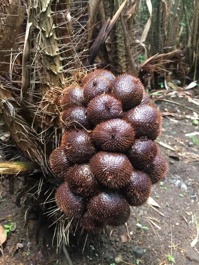 Salak (Schlangenfrucht) naturbelassen