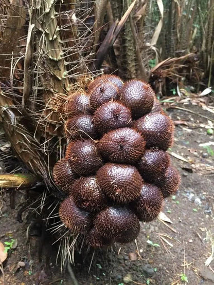 Salak (Schlangenfrucht) naturbelassen