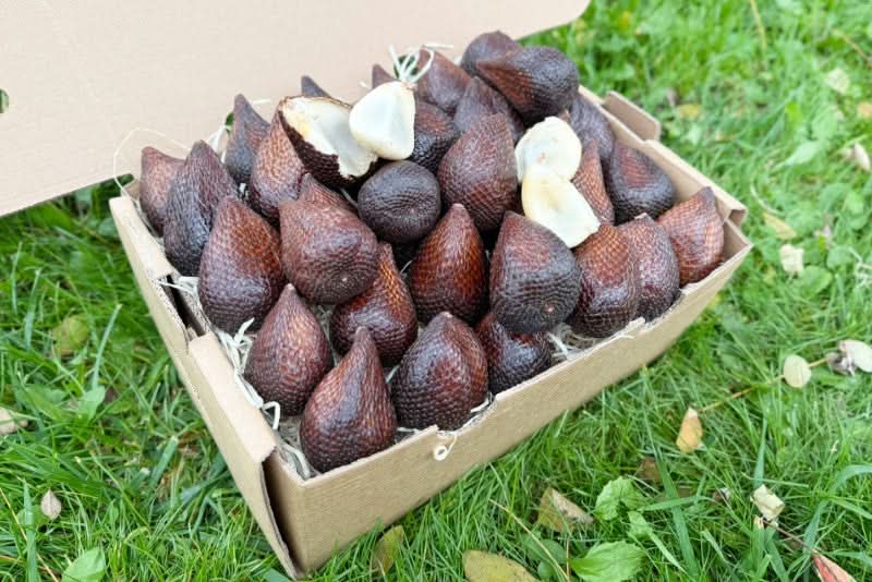 Salak (Snakefruit) 1 Stk.