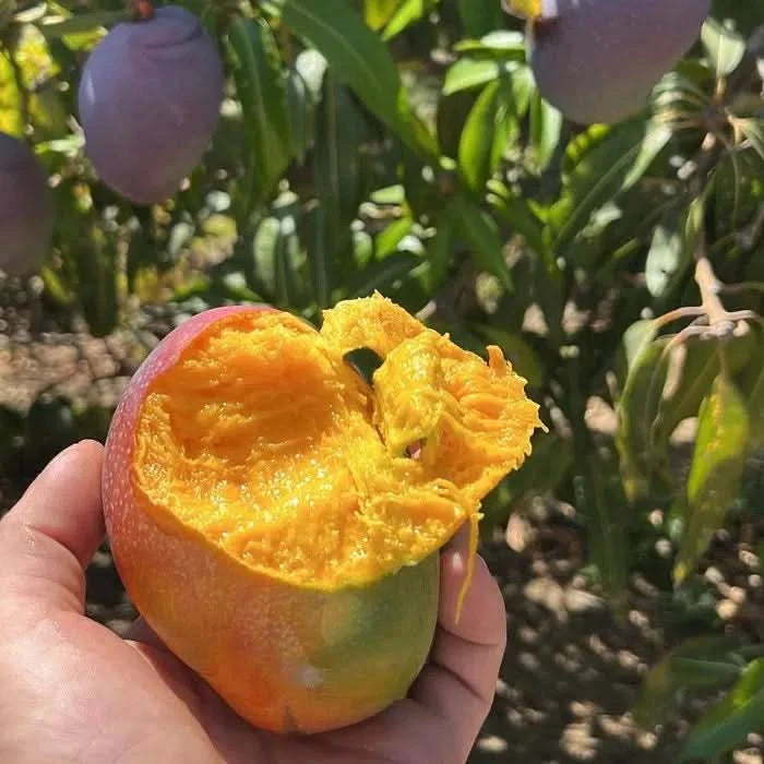 Mango Entdeckerbox Flash-Aktion