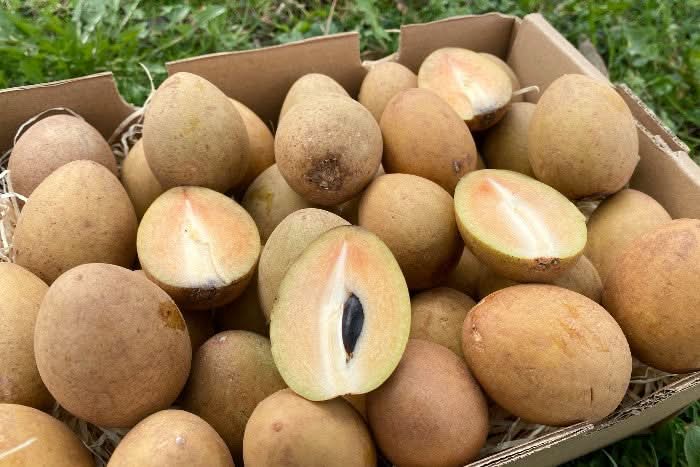 Sapotillen Kipepeo Bio & Fair Aktionspreis