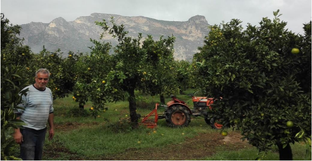 Mandarinen Satsumas Bio von Apostolis (Kreta) Sparpreis Box