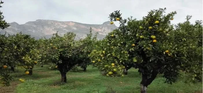 Mandarinen Satsumas Bio von Apostolis (Kreta)