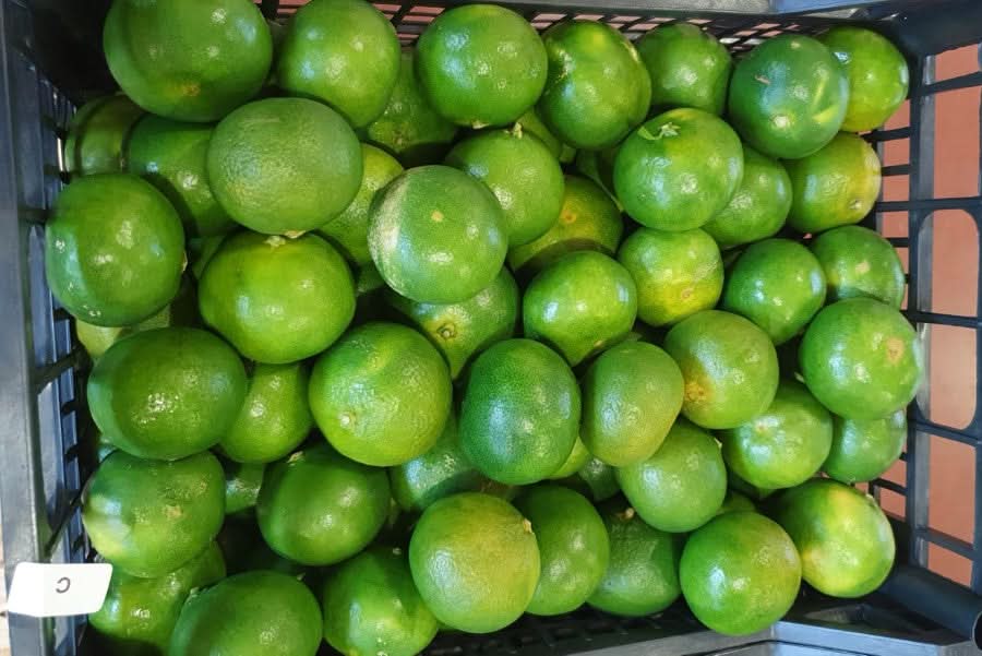 Bio Satsumas Mandarinen Miyagawa Apulien 1kg