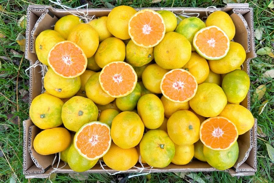 Mandarinen Satsumas Bio