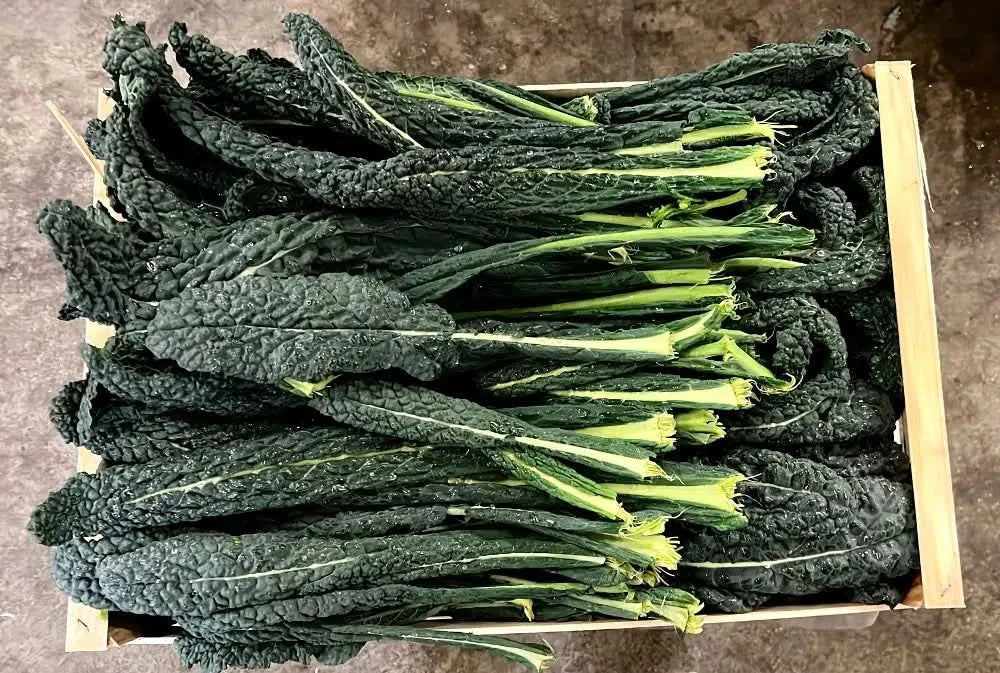 Bio Schwarzkohl (Cavolo nero) regional