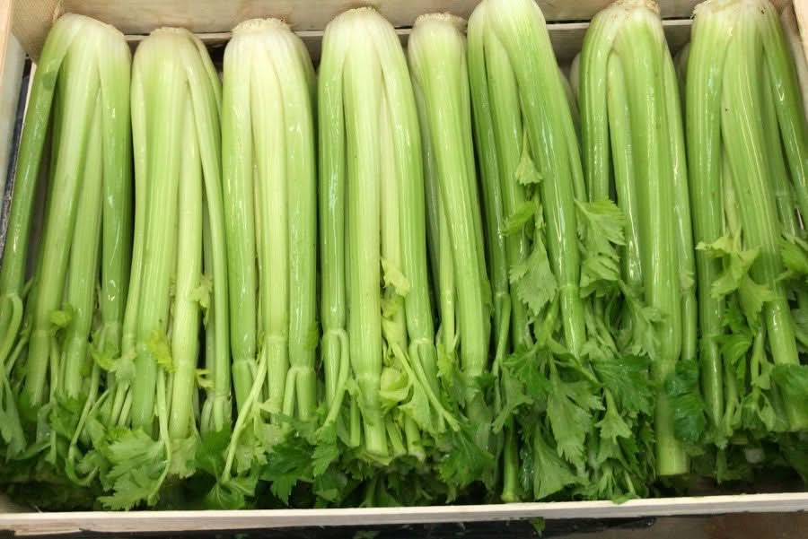 Bio Stangensellerie von Enric