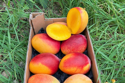 Mango Sensacion Bio von Paco Sonderpreis %