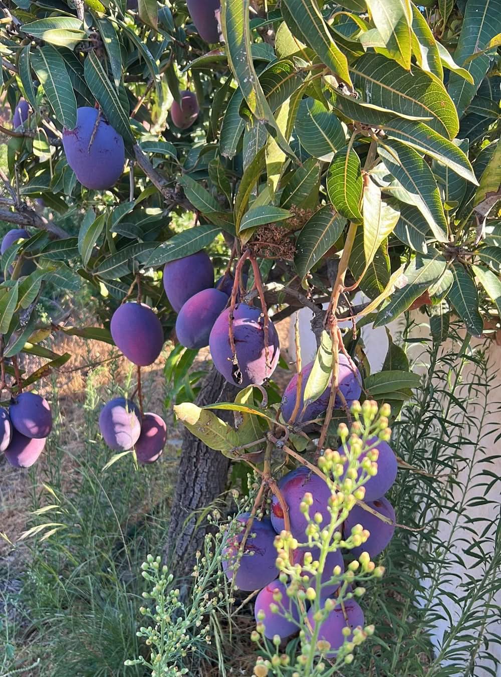 Mango Sensacion von Julian Aktionswoche %