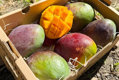 Mango Sensacion von Julian Aktionswoche %